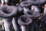Black Chanterelle: Craterellus cornucopioides - Fungi Species